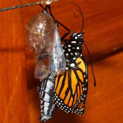 Conform or Transform—the Choice is Yours